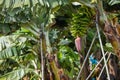 Banana Plantation Field in La Palma, Canary Island, Spain Royalty Free Stock Photo