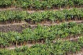 Banana Plantation Field in La Palma, Canary Island, Spain Royalty Free Stock Photo