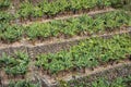 Banana Plantation Field in La Palma, Canary Island, Spain Royalty Free Stock Photo