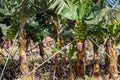 Banana Plantation Field in La Palma, Canary Island, Spain Royalty Free Stock Photo