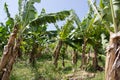 Banana Plantation Field in Martinique