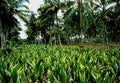 Banana plantation in front of large coconut trees