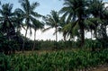 Banana plantation in front of large coconut trees