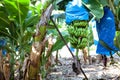 Banana plantation with hanging and growing green plants, wrapped in blue film for quick ripening