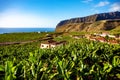 Banana plantation, Island La Palma, Canary Islands, Spain, Europe Royalty Free Stock Photo