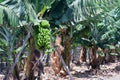 Banana plantation at La Palma, Canary Islands Royalty Free Stock Photo