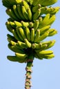 Banana Plantation, La Palma, Canary Islands Royalty Free Stock Photo