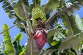 Banana plantation at La Palma, Canary Islands Royalty Free Stock Photo