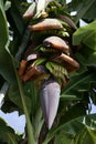 Banana Plantation, La Palma, Canary Islands, Spain Royalty Free Stock Photo
