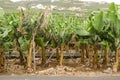 Banana plantation in La Palma island. Royalty Free Stock Photo