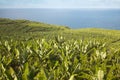 Banana plantation in La Palma. Spain Royalty Free Stock Photo
