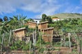 Banana Plantation on Madeira Island - West Funchal Royalty Free Stock Photo