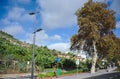 Banana Plantation on Madeira Island West Funchal Royalty Free Stock Photo