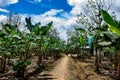 banana plantation in the middle of the Darien jungle. Royalty Free Stock Photo