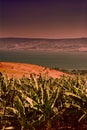 Banana Plantation near Lake Tiberias