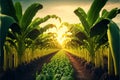 Banana plantation Organic Crop. Banana plantation Organic Crop. Rural landscape banana palm field. generative AI
