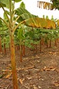 Banana plantation in the province of Magdalena, Colombia. Symbol of the Green Revolution