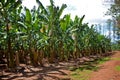 A banana plantation in Queensland
