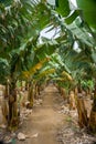 Banana plantation in San Juan de la Rambla, Tenerife, Canary Islands, Spain. Royalty Free Stock Photo