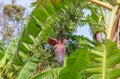 Banana plantation in Sok Kwu Wan Lamma Island