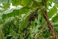 Banana plantation in Tanzania