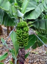 Banana plantation On Tenerife. Canary Islands. Spain.