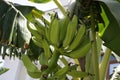 Banana plantation in Tenerife, Canary Islands at winter season