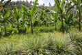 Bananas in the uplands undercropped by lemon grasses. Royalty Free Stock Photo