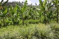 Bananas in the uplands undercropped by lemon grasses. Royalty Free Stock Photo