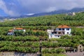 Banana plantations and seaside in Madeira, Portugal Royalty Free Stock Photo