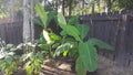 Banana plants in the backyard