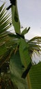 Banana plants with coconut trees around it and a clear sky Royalty Free Stock Photo