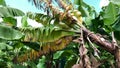 Banana plants diying infected by deadly disease Fusarium wilt Foc TR4 in banana