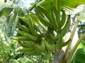 Banana plants with horn banana fruits Royalty Free Stock Photo