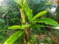 Banana plants that live in the tropics and only live once