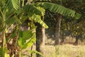 Banana plants with many more fruits on the field. Unripe bunch of banana which grow together like petals in the flower.