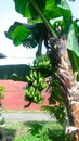 Portrait banana fruit or banana trees