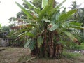 Banana plants that are very fertile