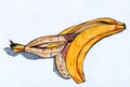 Banana rind sketch Royalty Free Stock Photo