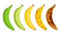 Banana ripeness fruit illustration green mature bad food. Banana ripe vector icon