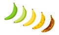 Banana ripeness fruit illustration green mature bad food. Banana ripe vector icon