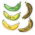 Banana ripeness levels vector illustration Royalty Free Stock Photo