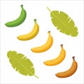 Banana ripeness stage. Set of different color bananas, green underripe to brown overripe. Vector illustration isolated