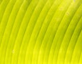 Banana's grunge leaf texture