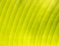 Banana's leaf texture