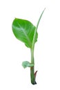 A banana seedling that barely has two to three light green leaves and isolate from a white background.