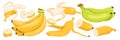Banana set, isolated whole, cut in half or slices of banana with skin and bunch of fruit