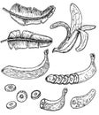 Banana set vector drawing. Isolated hand drawn bunch, peel banana and sliced pieces Royalty Free Stock Photo