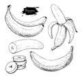 Banana set vector drawing. Isolated hand drawn bunch, peel banana and sliced pieces. Summer fruit engraved style Royalty Free Stock Photo