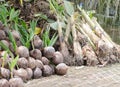 Banana shoots are sprouting and Sapling of coconut Royalty Free Stock Photo